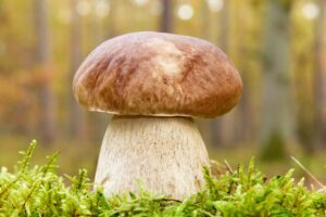Aromatyczny sos z prawdziwków: Tradycyjne danie, które zachwyca smakiem